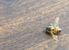 Fifth floor of White Library reopens after bee infestation