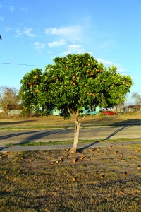 Orange_Tree_2