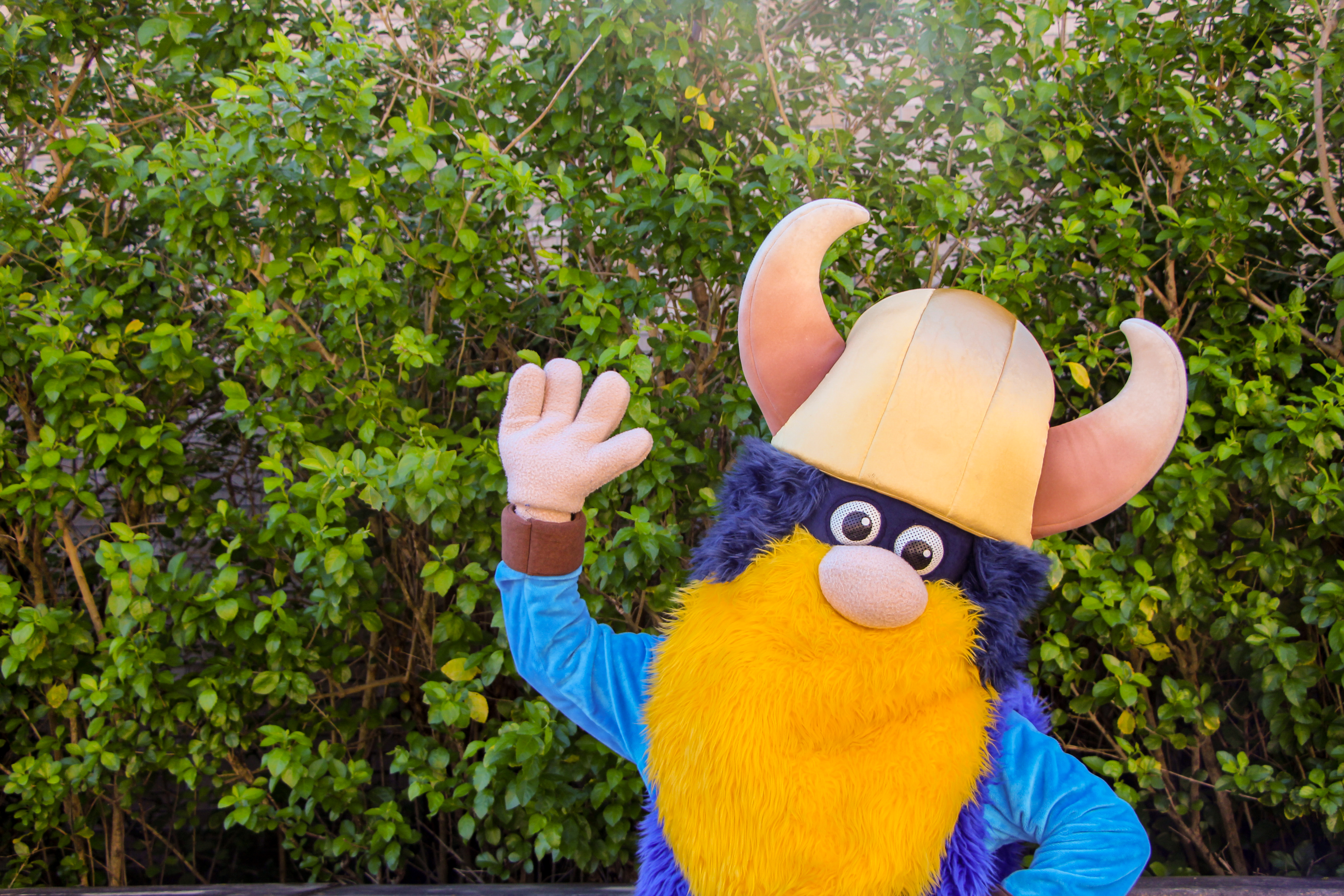 The history of the DMC Vikings